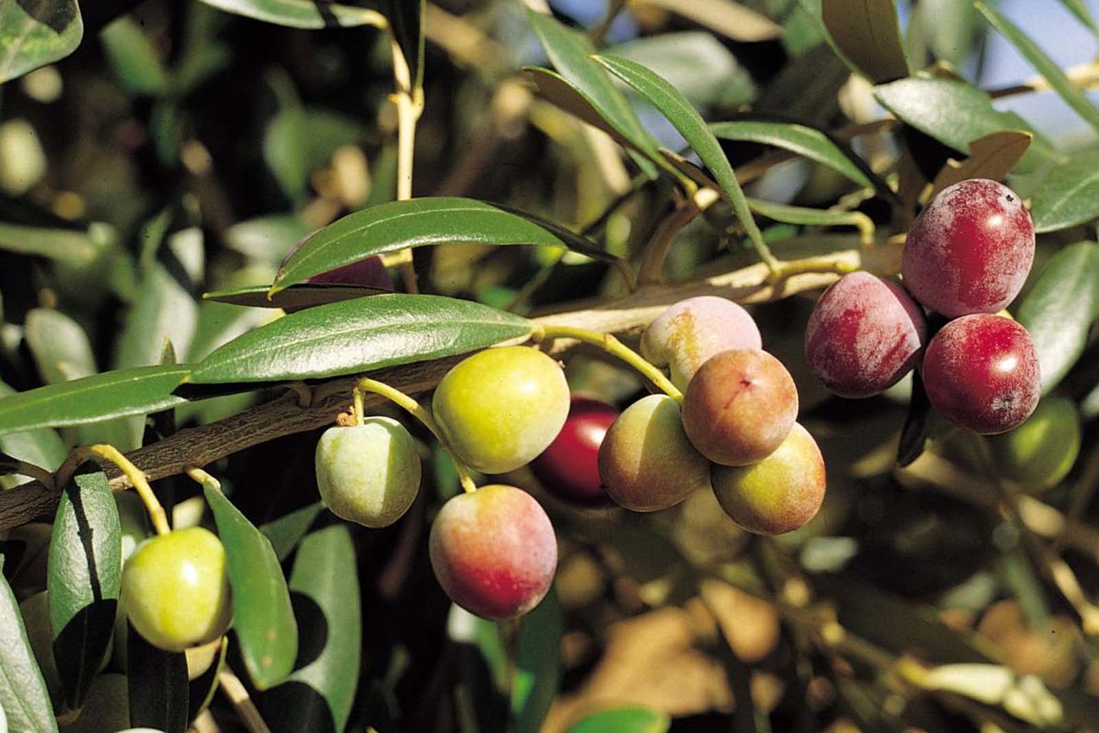 Aceite de oliva con oliva arbequina Oliva arbequina