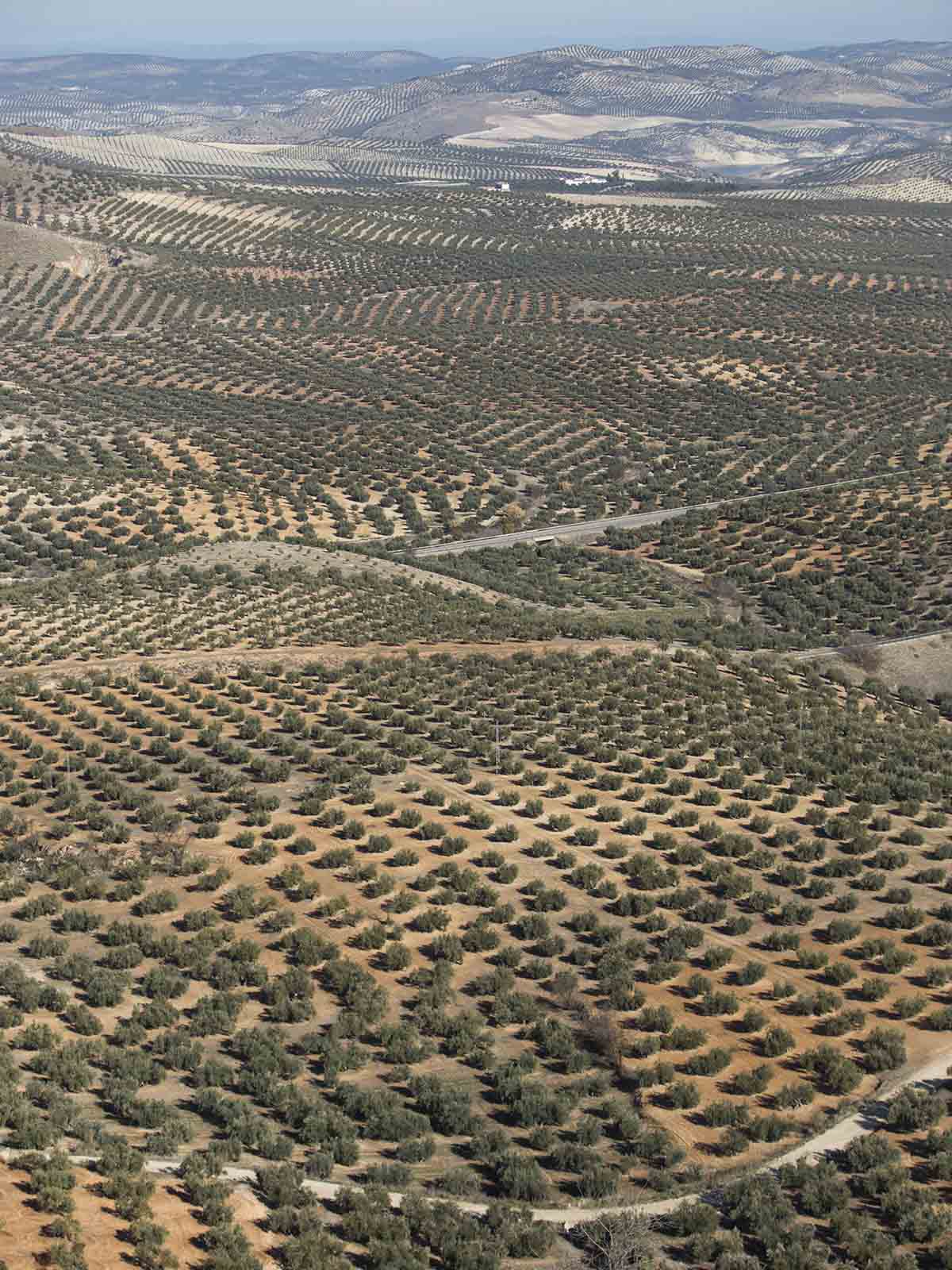 Aceite de oliva ecológico