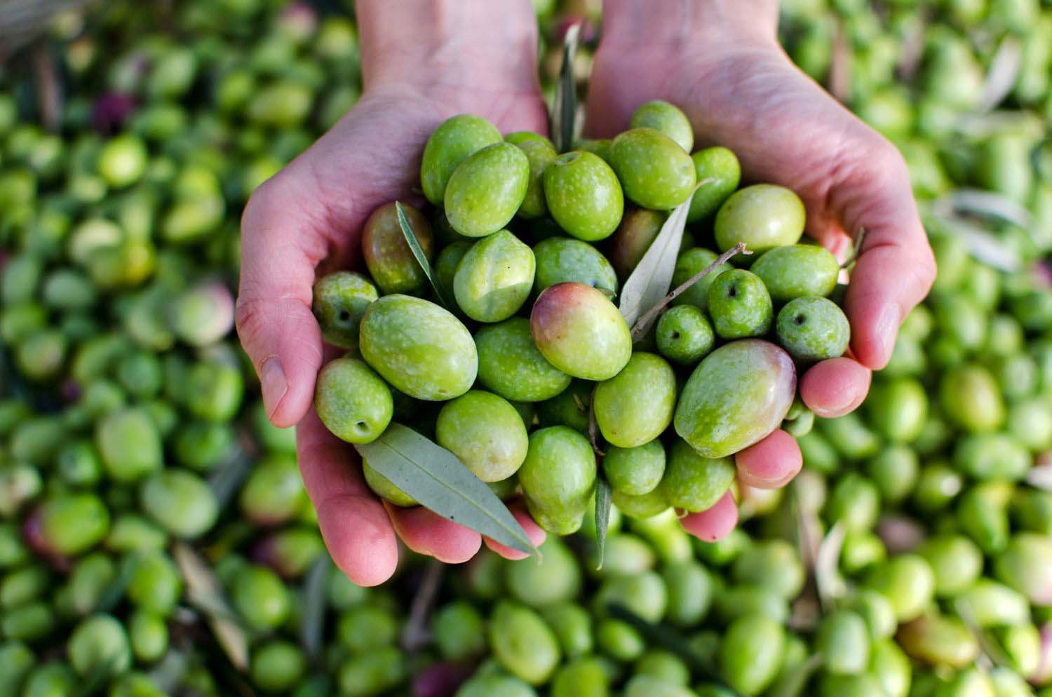 Olivas para Aceite de oliva - Aceite de Córdoba