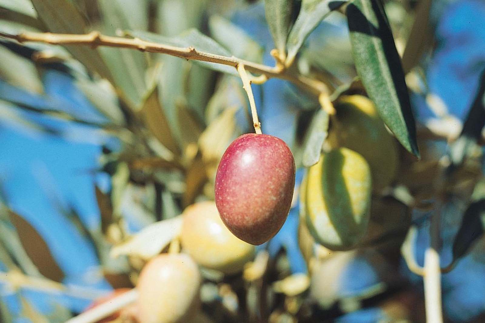 Aceite de oliva con oliva royal Oliva royal